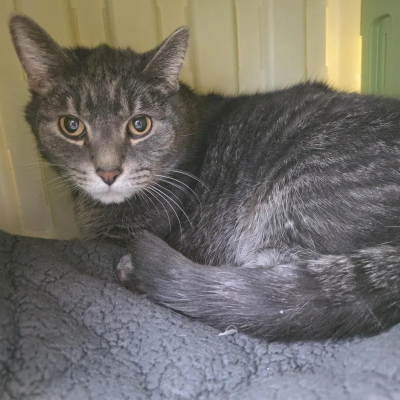 Smokey Bones thumbnail 6