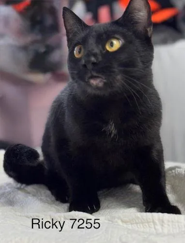 Ricky Ii  Center thumbnail 2