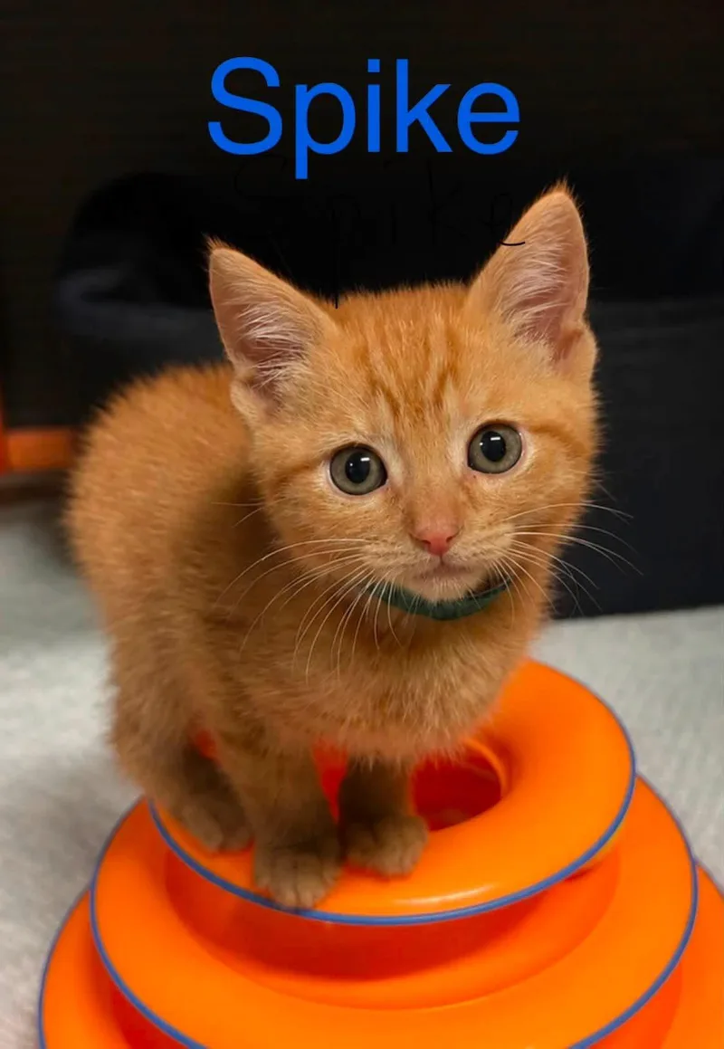 A young medium-sized male Orange & White Domestic Short Hair cat named Spike for adoption in Loogootee, IN