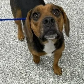 A young medium-sized male Beagle dog named Remi for adoption in Bryan, OH