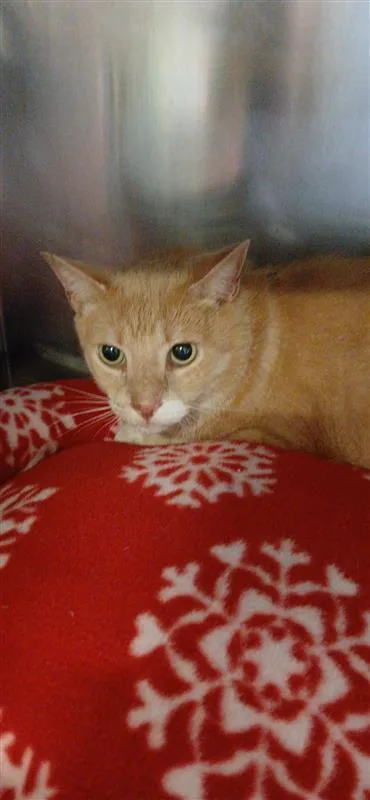 An adult small-sized male Domestic Short Hair cat named Mickey for adoption in Largo, FL