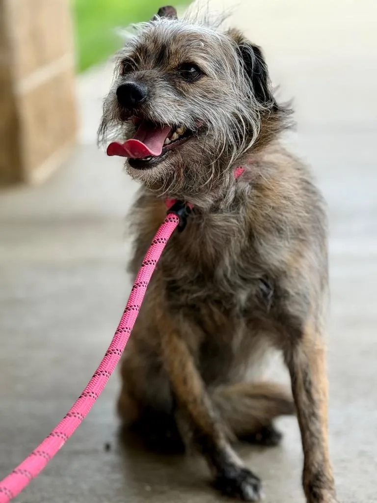 A young medium-sized male Terrier dog named Marnie for adoption in Wintersville, OH