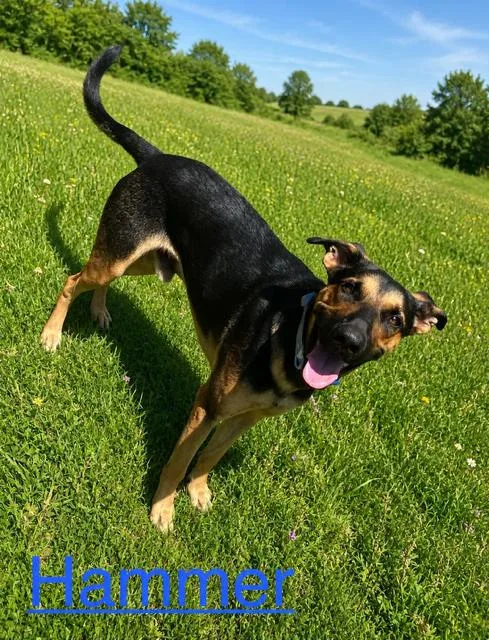 A young medium-sized male German Shepherd Dog dog named Hammer for adoption in Zimmerman, MN