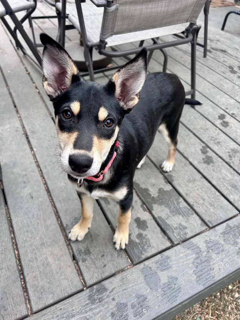 A baby medium-sized female Cattle Dog dog named Jhusi for adoption in Fort Lupton, CO