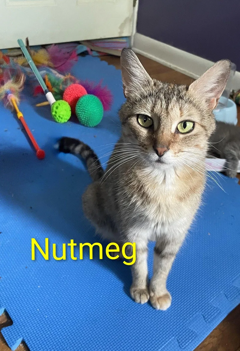 A young medium-sized female Domestic Short Hair cat named Nutmeg for adoption in Allentown, PA