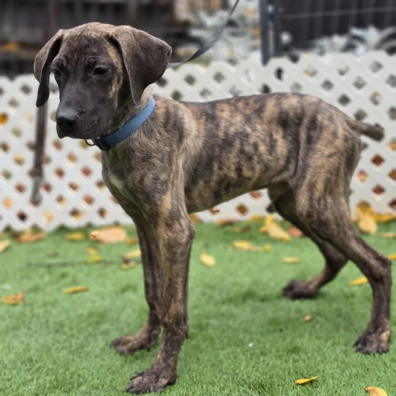 A baby large-sized male Boxer dog named Abel for adoption in Blairstown, NJ