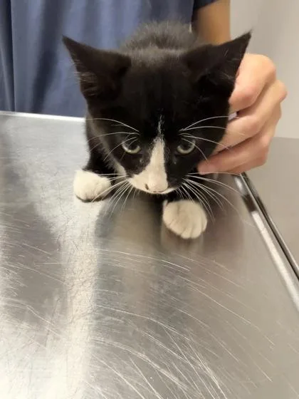 A baby small-sized male Domestic Short Hair cat named Draco for adoption in Pequot Lakes, MN