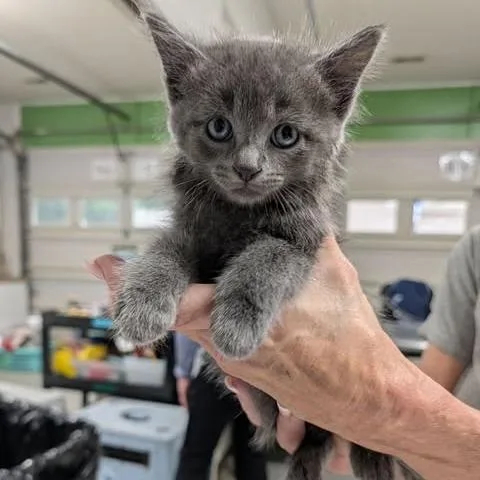 A baby small-sized male Gray / Blue / Silver Domestic Short Hair cat named Wynton for adoption in Fredericksburg, VA