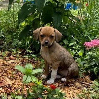 A baby small-sized female Yellow / Tan / Blond / Fawn Mixed Breed dog named Matcha for adoption in Winston Salem, NC