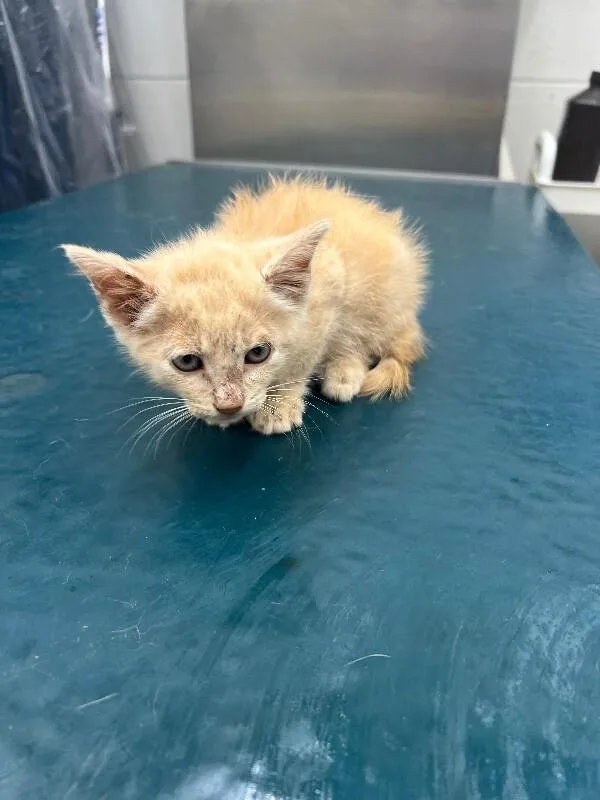 A young medium-sized male Tabby (Orange / Red) Tabby cat named Gordon for adoption in Mobile, AL
