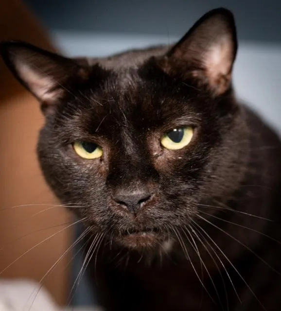 An adult medium-sized male Domestic Short Hair cat named Pookie for adoption in Boston, MA