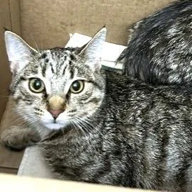 A young medium-sized female Black Domestic Short Hair cat named Fluffy for adoption in Novelty, OH