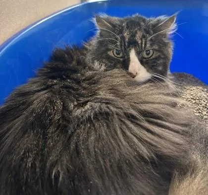 Mister Beans thumbnail 3