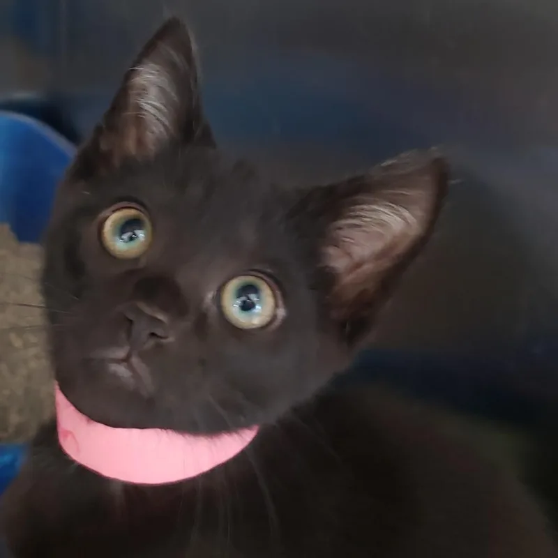 An adult medium-sized male Black Domestic Short Hair cat named Captain for adoption in Columbia Station, OH