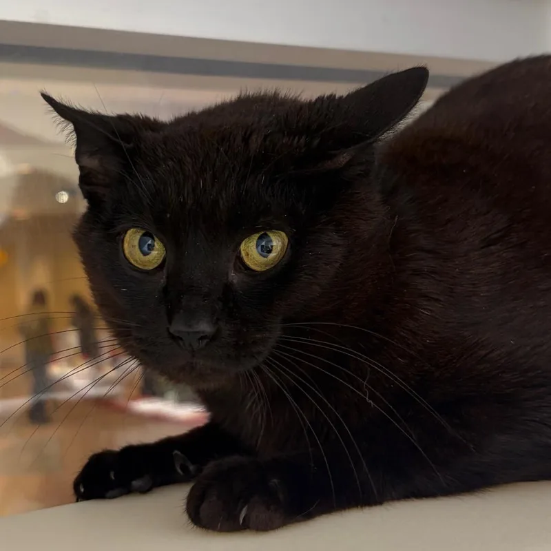 A young medium-sized male Black Domestic Short Hair cat named Guitar for adoption in Chattanooga, TN