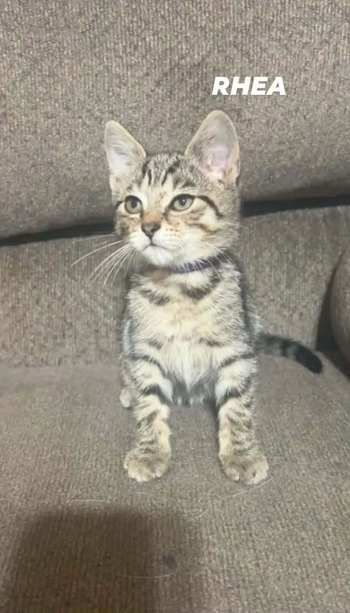 A baby medium-sized female Domestic Short Hair cat named Rhea for adoption in Morehead, KY