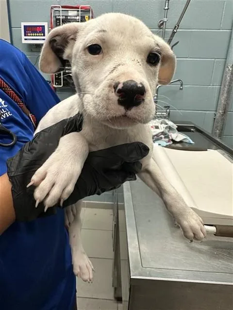 A baby small-sized female Pit Bull Terrier dog named Almond for adoption in Corpus Christi, TX