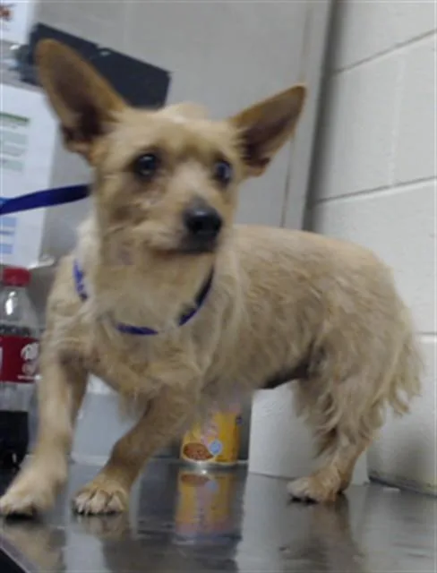 An adult small-sized female Chihuahua dog named Sky for adoption in Fayetteville, NC