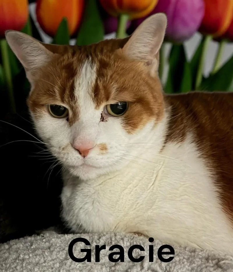 Gracie