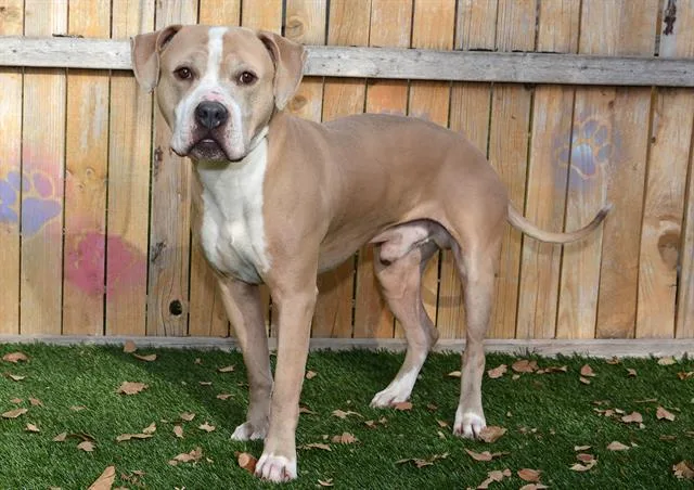 An adult large-sized male Pit Bull Terrier dog named Mowgli for adoption in West Valley City, UT