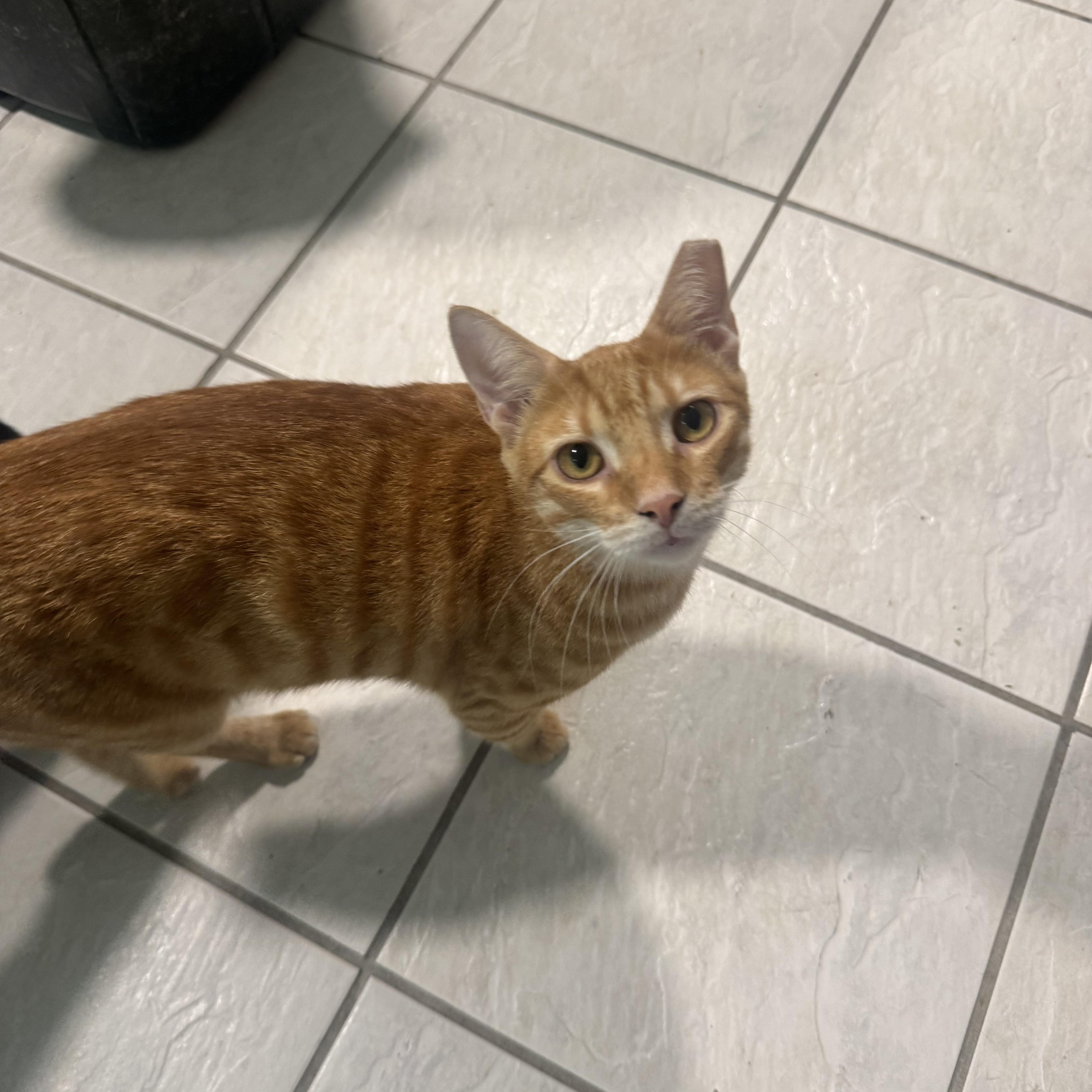 A young medium-sized male Domestic Short Hair cat named Sushi for adoption in Saint John, VI