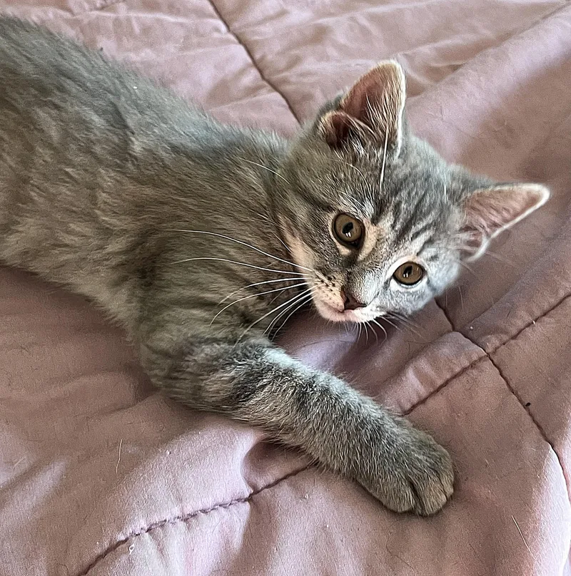 A baby medium-sized female Tabby (Gray / Blue / Silver) Domestic Medium Hair cat named Lena for adoption in Whitehall, PA