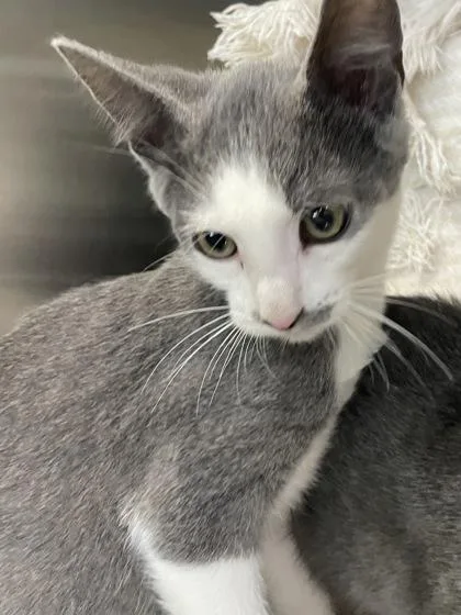 A baby small-sized male Domestic Short Hair cat named Moderately Annoyed for adoption in Independence, MO