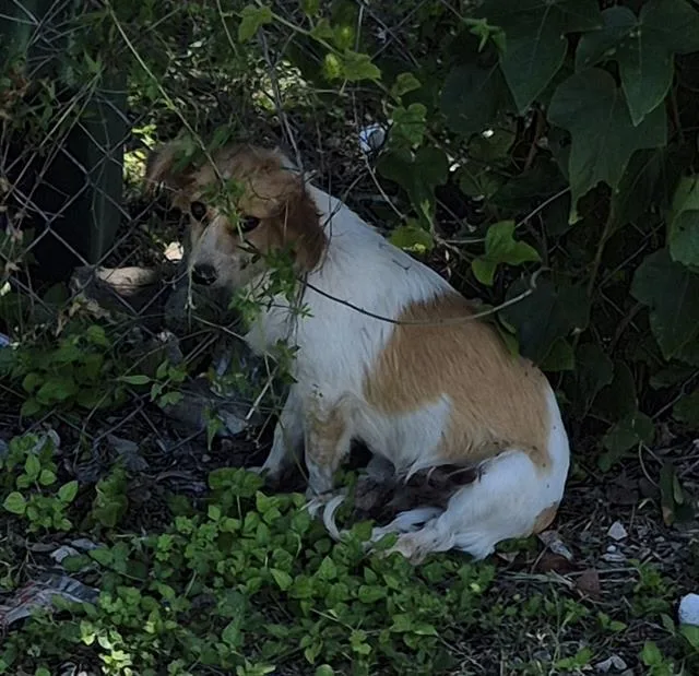 An adult small-sized female Terrier dog named Melenda for adoption in San Antonio, TX