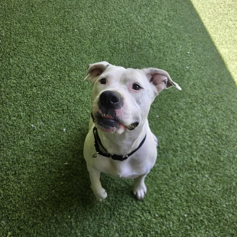 An adult medium-sized female White / Cream American Bulldog dog named Bella for adoption in Jupiter, FL