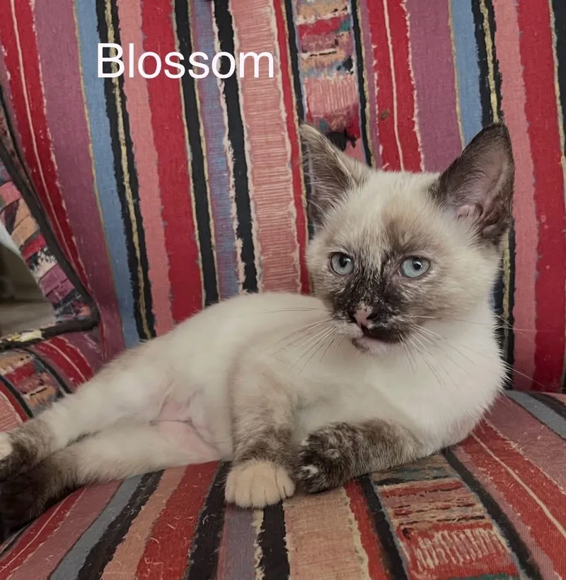 Blossom thumbnail 2