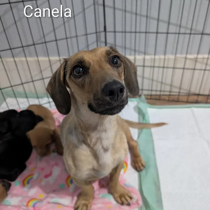 Canela