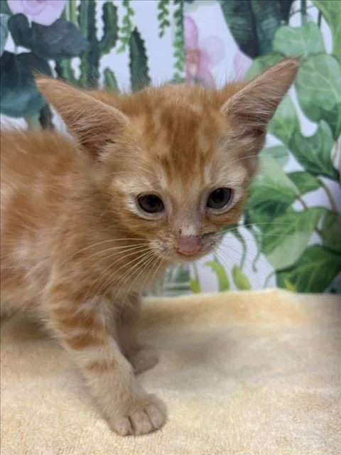 A baby small-sized male Domestic Short Hair cat named Simba for adoption in Tracy, CA