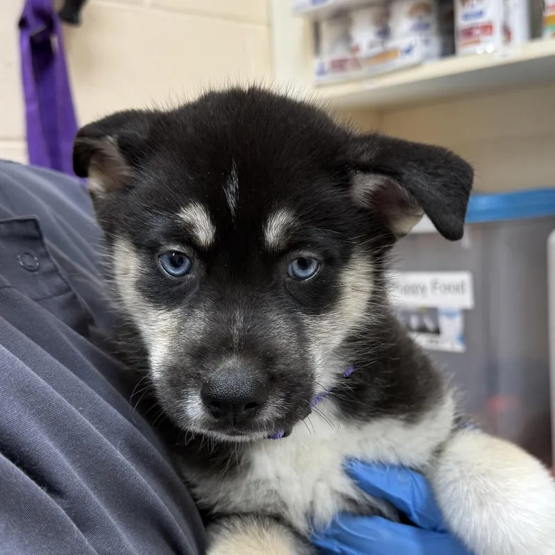 A baby small-sized female Black Husky dog named Fluff for adoption in Springfield, MA
