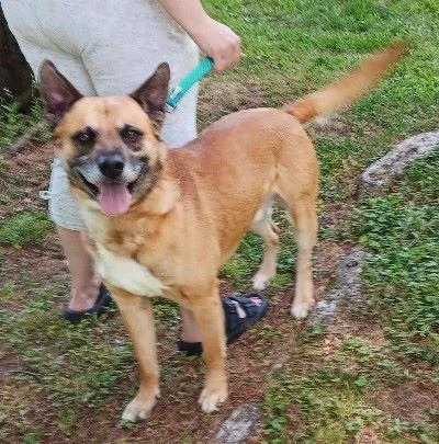 An adult large-sized male Shepherd dog named Magnus for adoption in Philippi, WV