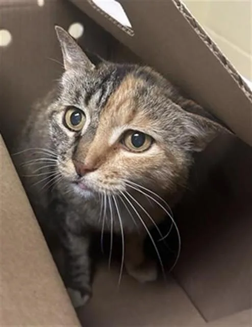 An adult medium-sized female Domestic Short Hair cat named Coco for adoption in Sacramento, CA