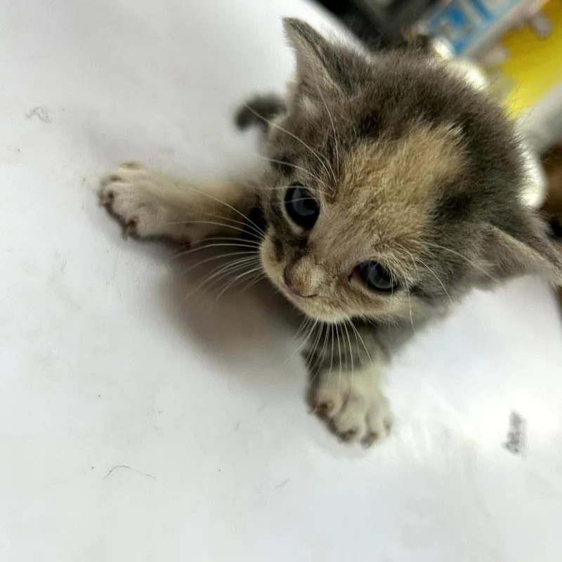 A baby small-sized female Gray / Blue / Silver American Shorthair cat named Truffles for adoption in Lufkin, TX