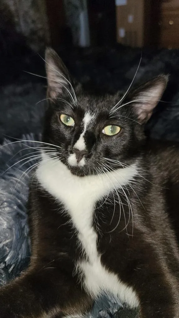 A young medium-sized male Domestic Short Hair cat named Moose for adoption in Salt Lake City, UT