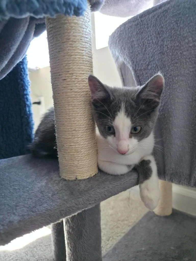 A baby small-sized male Domestic Short Hair cat named Silver for adoption in Minneapolis, MN