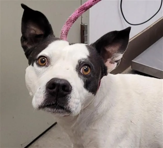 An adult medium-sized male Pit Bull Terrier dog named Laszlo for adoption in Tucson, AZ