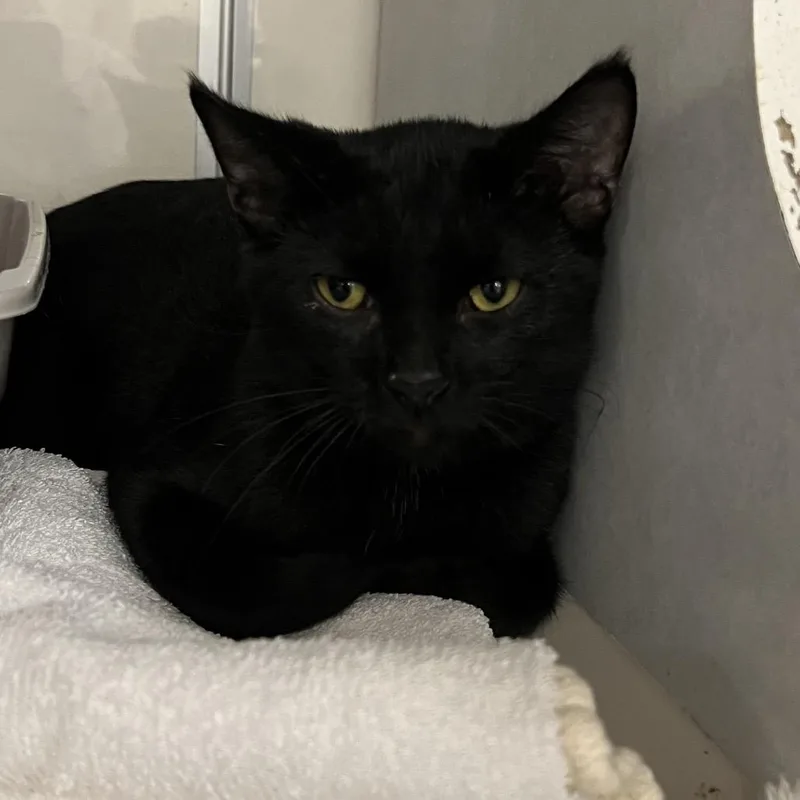 A young medium-sized male Black Domestic Short Hair cat named DaVinci for adoption in Fairport, NY