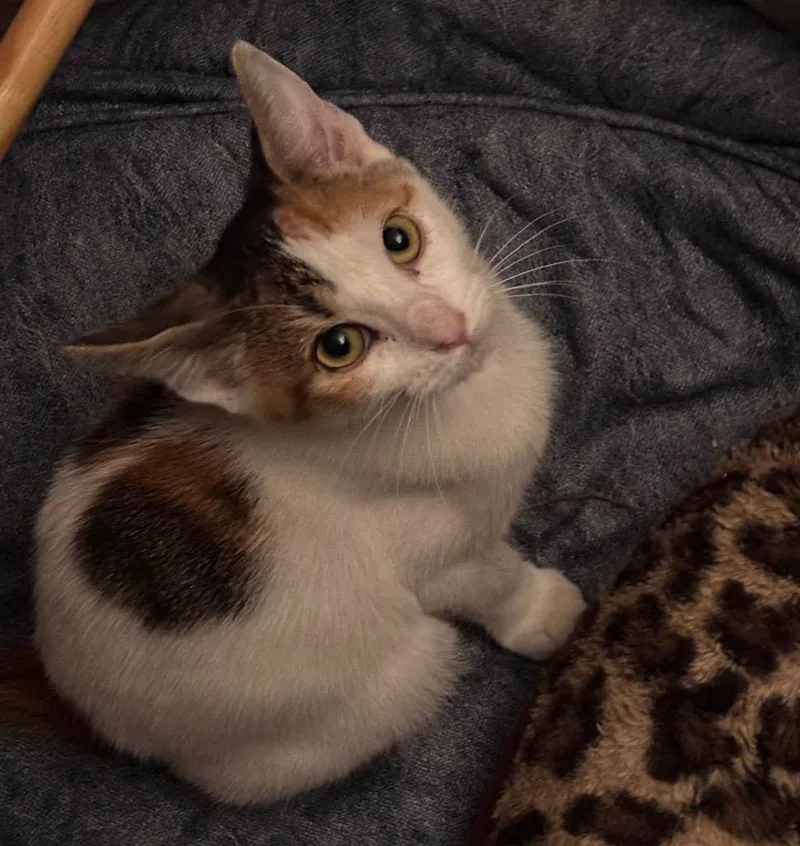 A baby small-sized female Domestic Short Hair cat named Iris for adoption in St. Augustine, FL