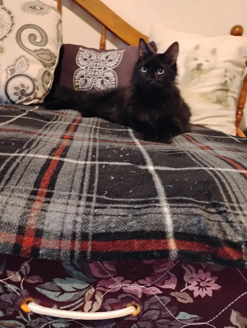 An adult large-sized male Black Ragamuffin cat named Louie for adoption in North East, MD