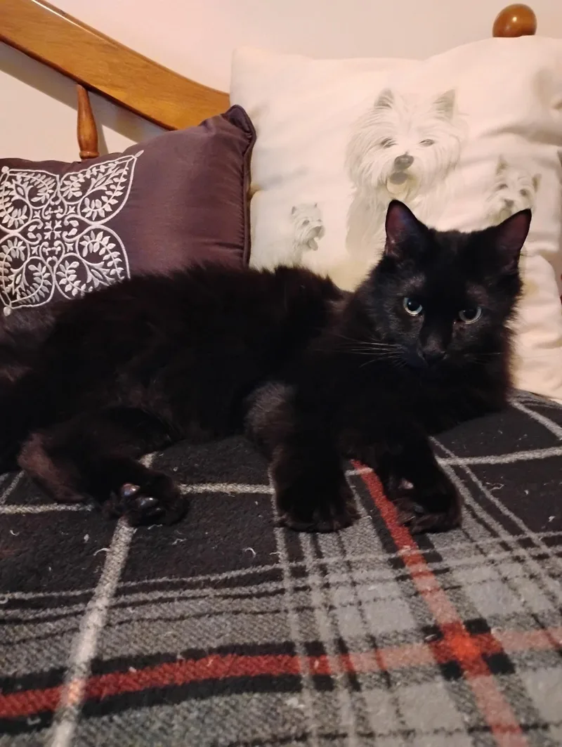 Louie thumbnail 2