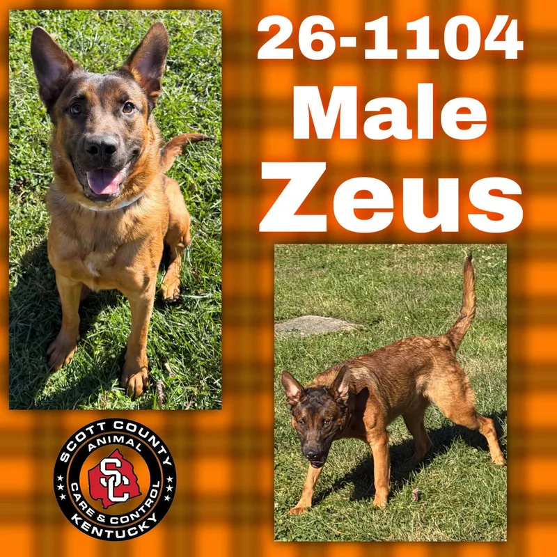 A young large-sized male Shepherd dog named Zeus for adoption in Georgetown, KY