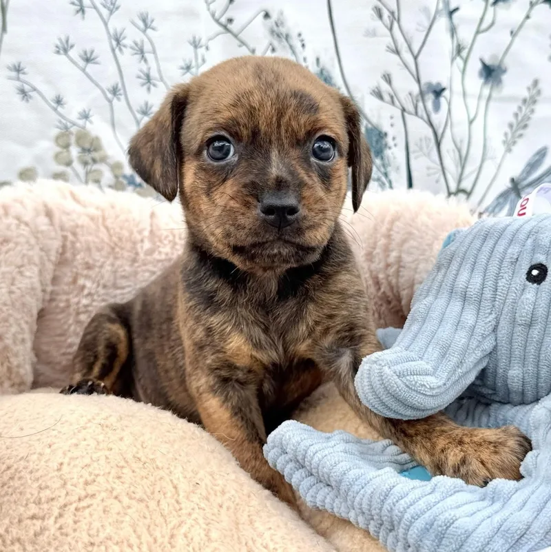 A baby small-sized male Brindle Puggle dog named Camo for adoption in Southport, CT