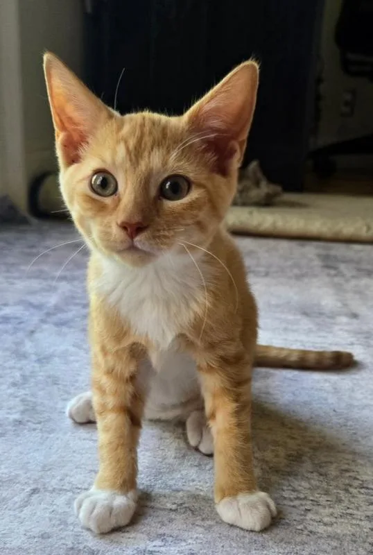 A baby small-sized male Orange & White Domestic Short Hair cat named Kaden for adoption in Wellington, FL