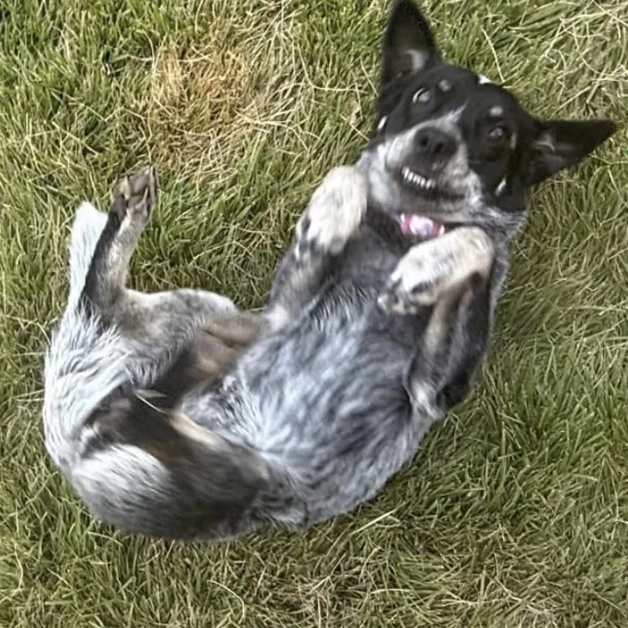 A baby small-sized female Merle (Blue) Australian Cattle Dog / Blue Heeler named Salem for adoption in Richmond, VA