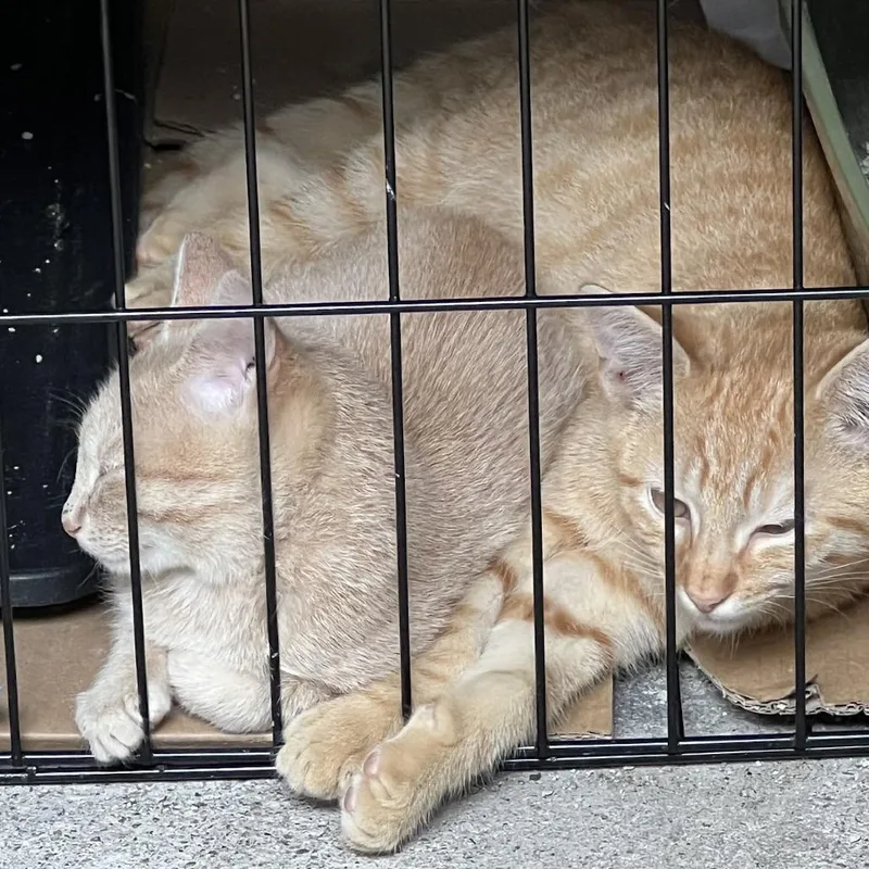 A baby small-sized male Orange / Red Domestic Short Hair cat named Nuggets aka Starlight for adoption in Brooklyn, NY
