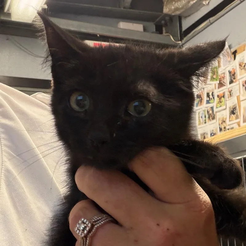 A baby small-sized male Black Domestic Short Hair cat named Joshua for adoption in Lake Jackson, TX
