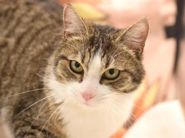A young medium-sized female Domestic Short Hair cat named Pants for adoption in Portland, OR